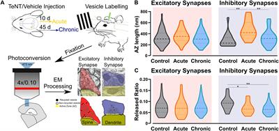 Synaptic Vesicles Dynamics in Neocortical Epilepsy